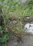 Persicaria scabra