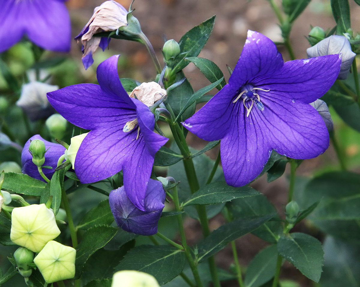 Image of Platycodon grandiflorus specimen.