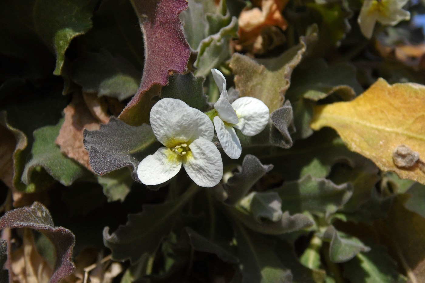 Image of Arabis caucasica specimen.