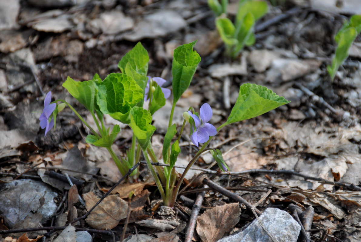 Изображение особи Viola mirabilis.