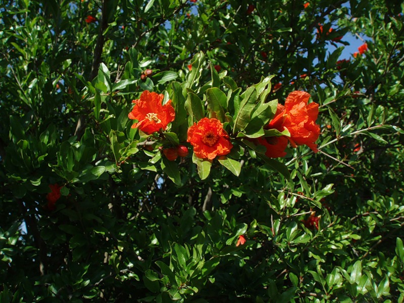 Image of Punica granatum specimen.