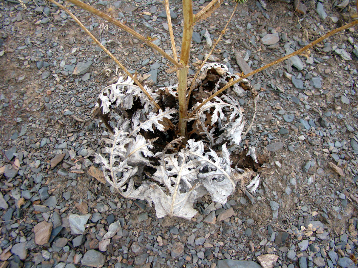 Image of Cousinia karatavica specimen.