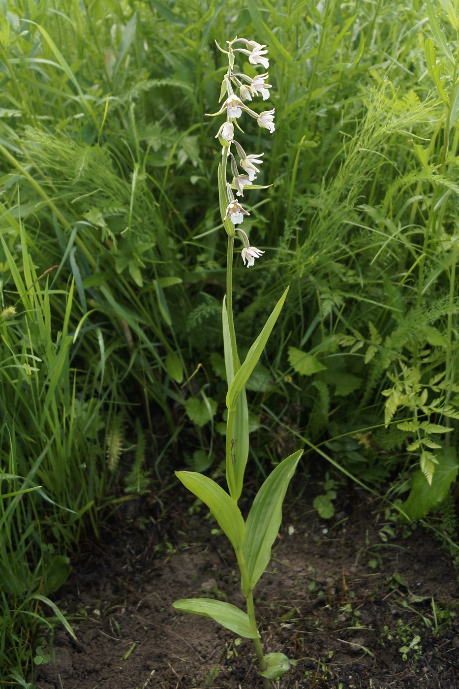 Изображение особи Epipactis palustris.