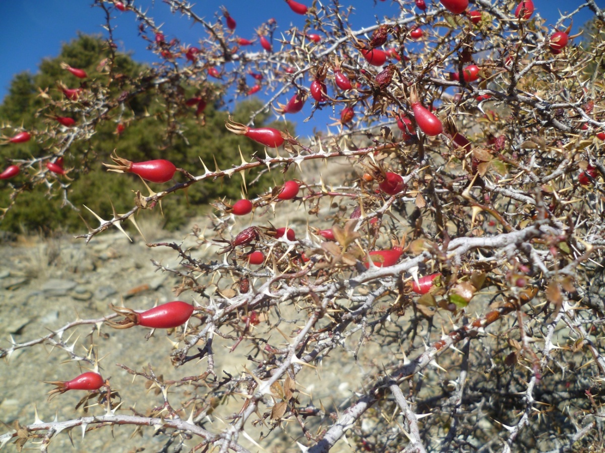 Image of Rosa fedtschenkoana specimen.