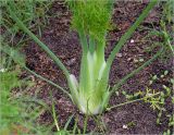 Foeniculum vulgare