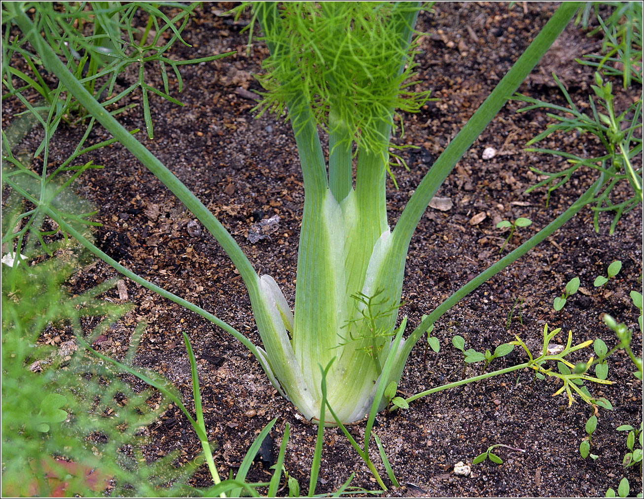 Image of Foeniculum vulgare specimen.