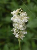 Filipendula vulgaris. Соцветие. Республика Ингушетия, Джейрахский р-н, нижнее течение р. Гулойхи, высота 1200 м н.у.м., обочина грунтовой дороги. 20 июня 2022 г.