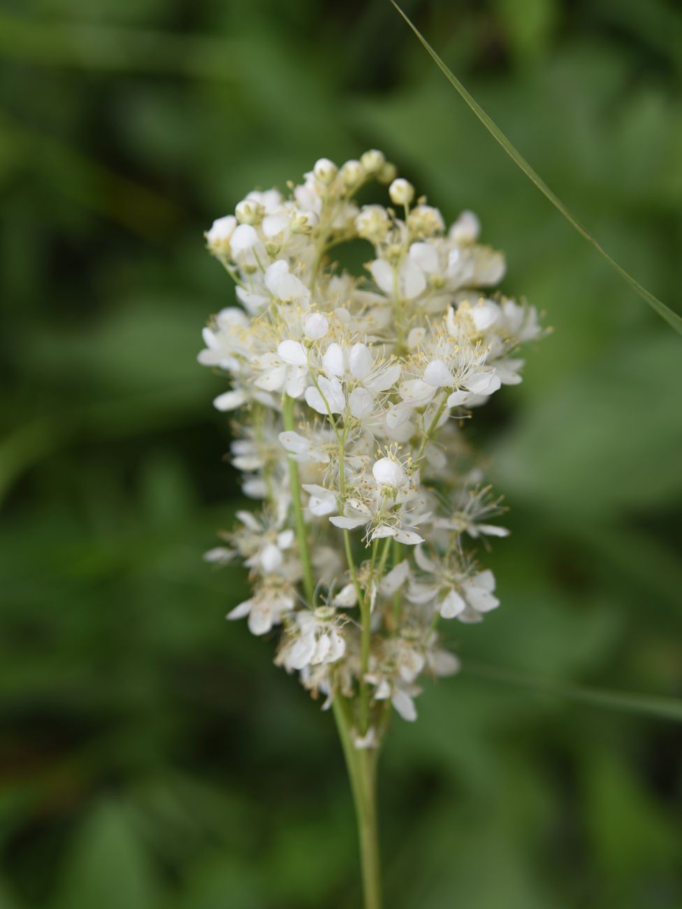 Image of Filipendula vulgaris specimen.