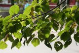 Tilia platyphyllos