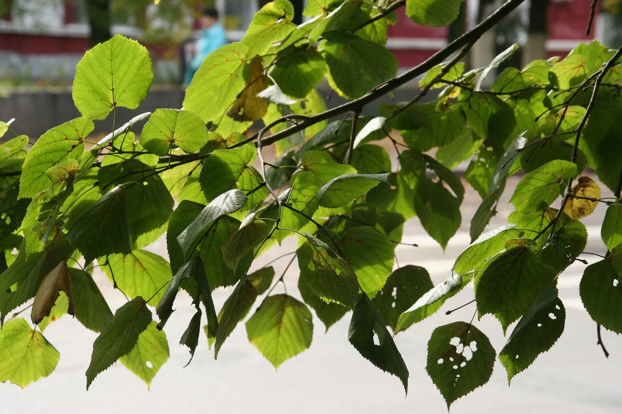 Image of Tilia platyphyllos specimen.