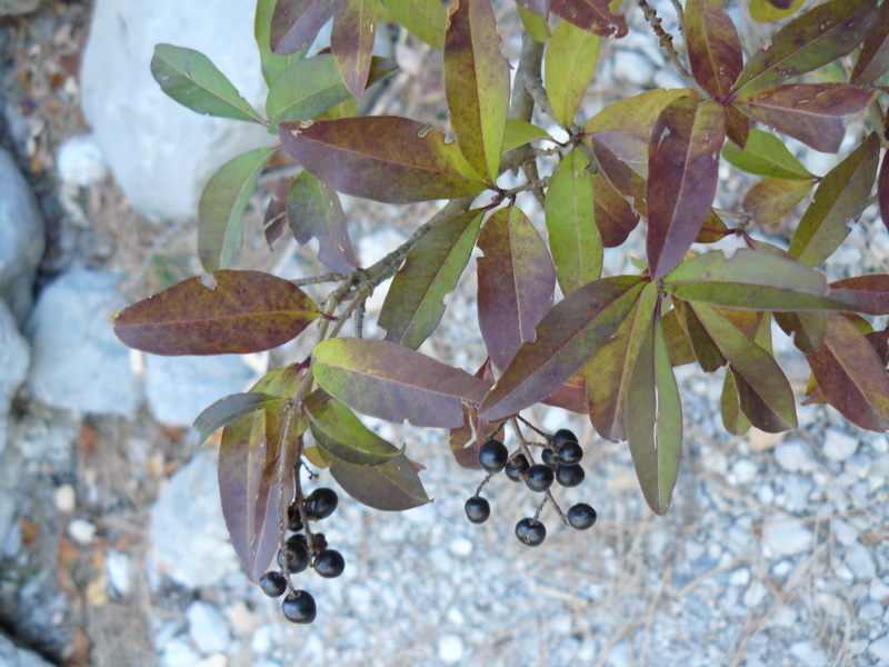 Image of Ligustrum vulgare specimen.