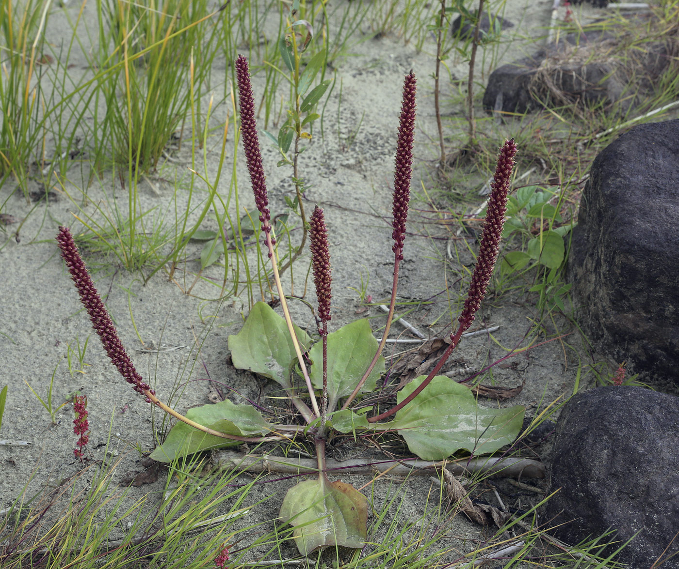 Image of Plantago uliginosa specimen.