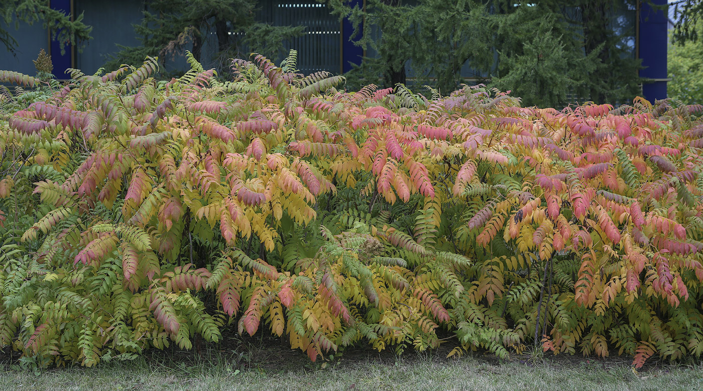 Изображение особи Sorbaria sorbifolia.