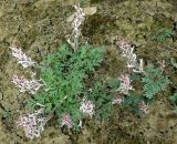 Corydalis schanginii