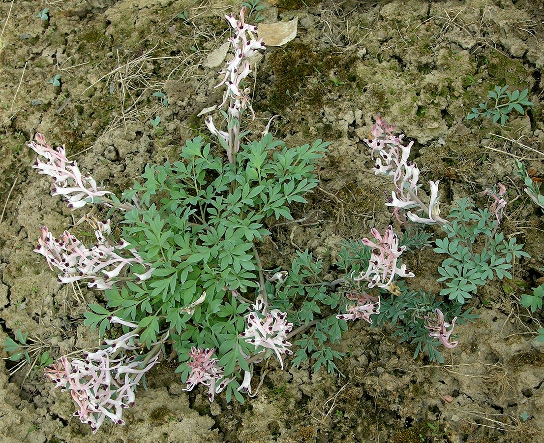Image of Corydalis schanginii specimen.