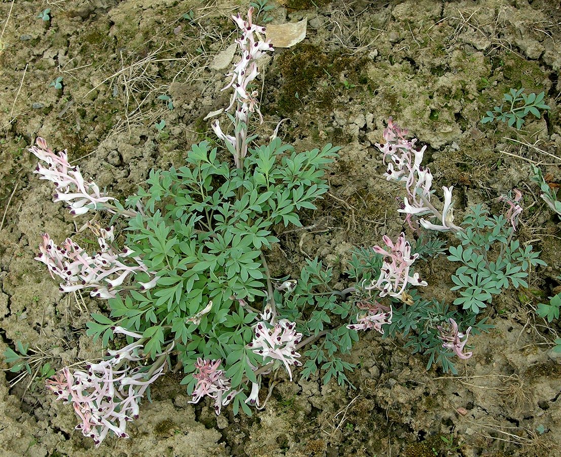 Изображение особи Corydalis schanginii.