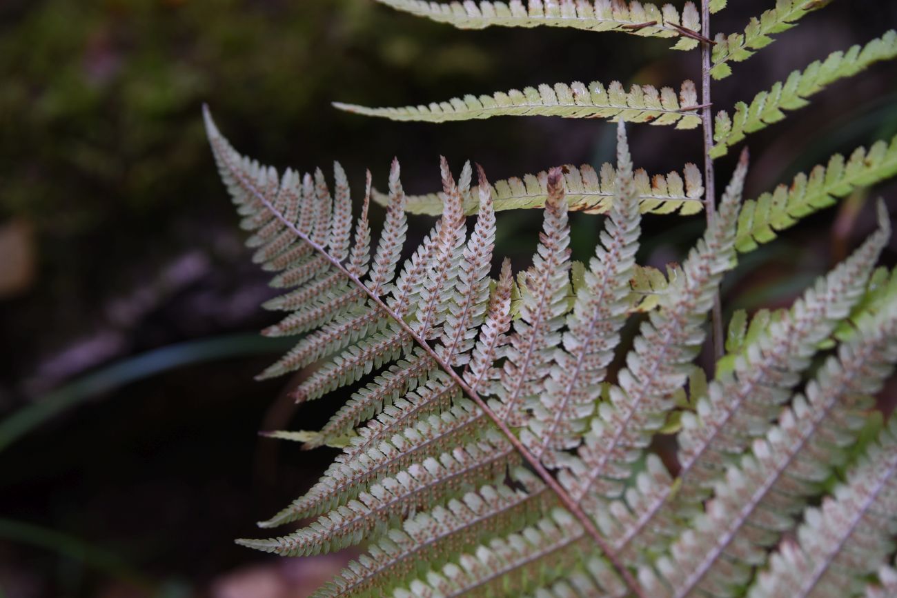 Image of Dryopteris filix-mas specimen.