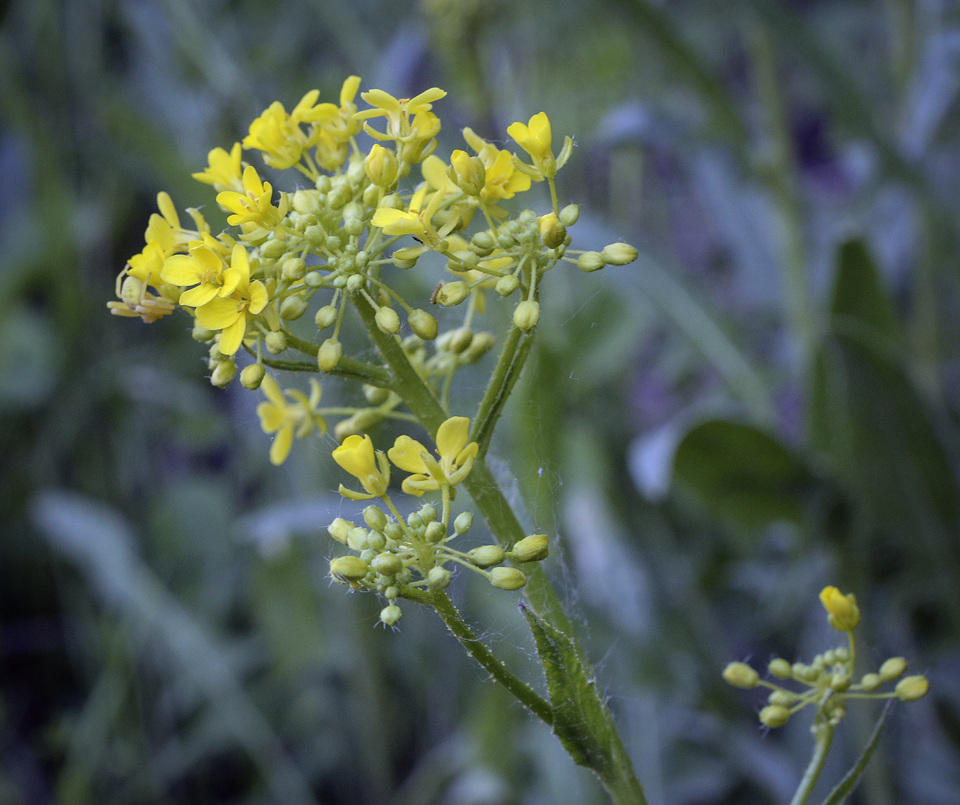 Image of Bunias orientalis specimen.