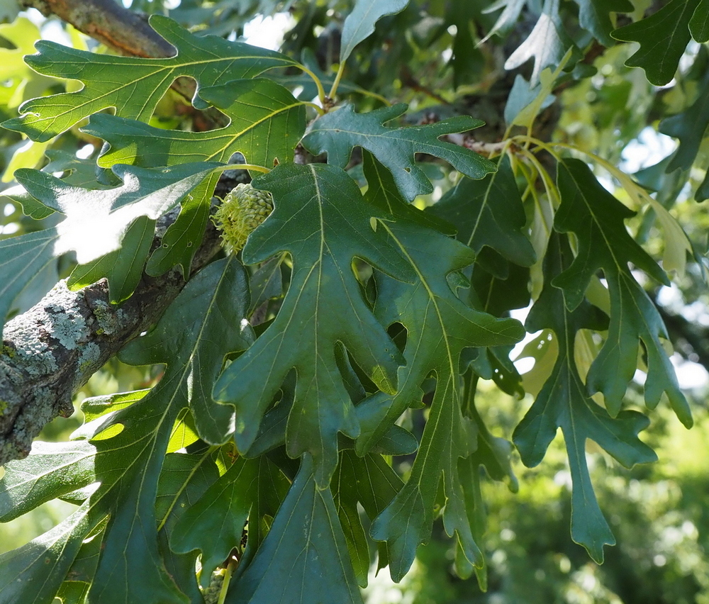 Изображение особи Quercus macrocarpa.