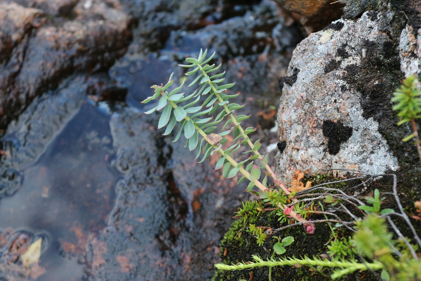 Изображение особи Rhodiola rosea.