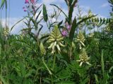 Astragalus uliginosus