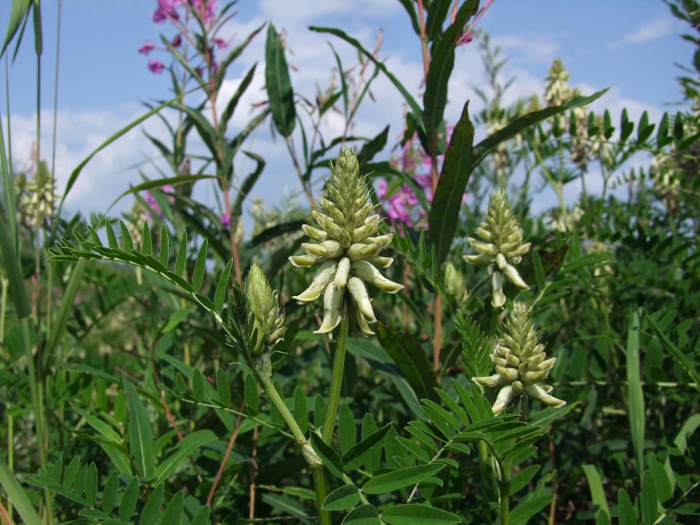 Изображение особи Astragalus uliginosus.