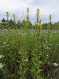 Oenothera rubricaulis