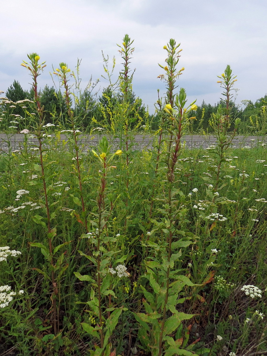 Image of Oenothera rubricaulis specimen.