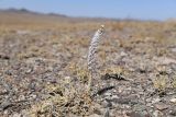 Orostachys thyrsiflora