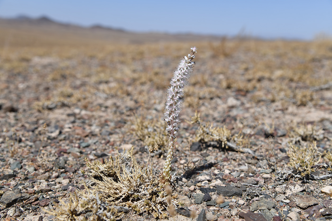 Изображение особи Orostachys thyrsiflora.