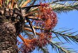 Phoenix dactylifera