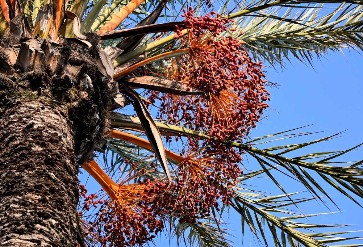 Изображение особи Phoenix dactylifera.