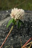 Trifolium pratense. Верхушка побега с соцветием (гипохромная форма). Мурманская обл., Кандалакшский р-н, окр. с. Ковда у дамбы; лев. берег р. Ковда близ эстуария, периодически заливаемый(?) низкотравный каменистый луг. 05.08.2022.