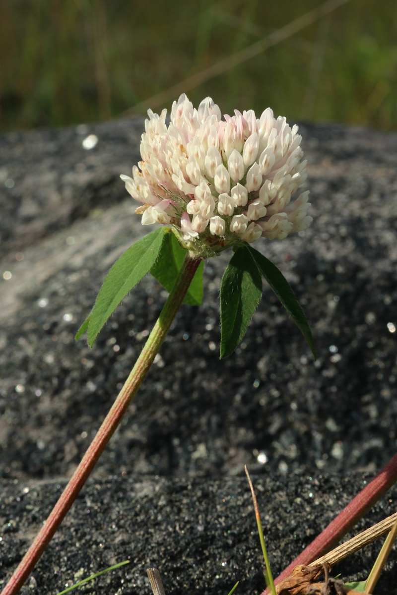 Изображение особи Trifolium pratense.
