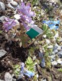 Corydalis turtschaninovii