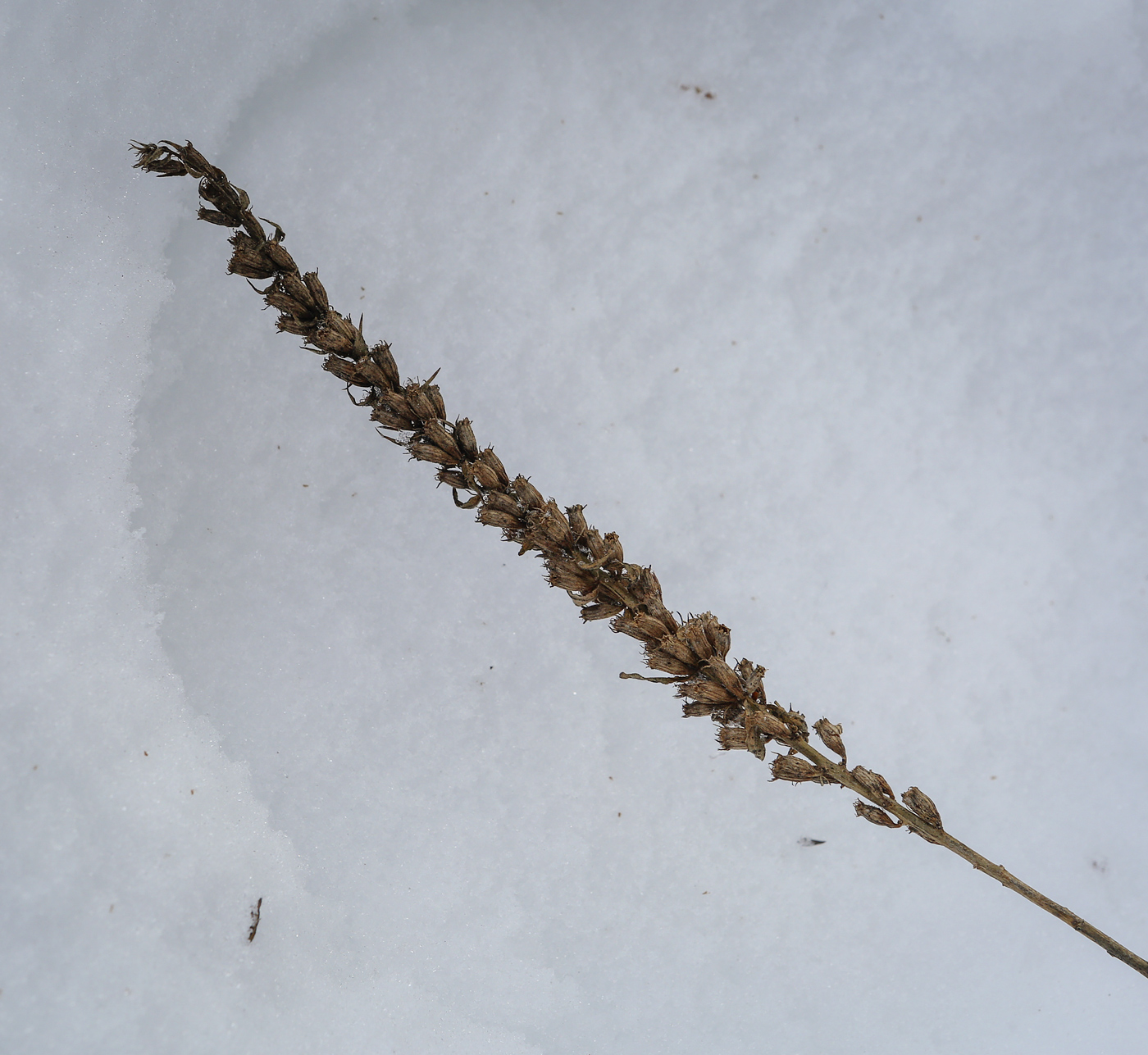 Image of Lythrum salicaria specimen.