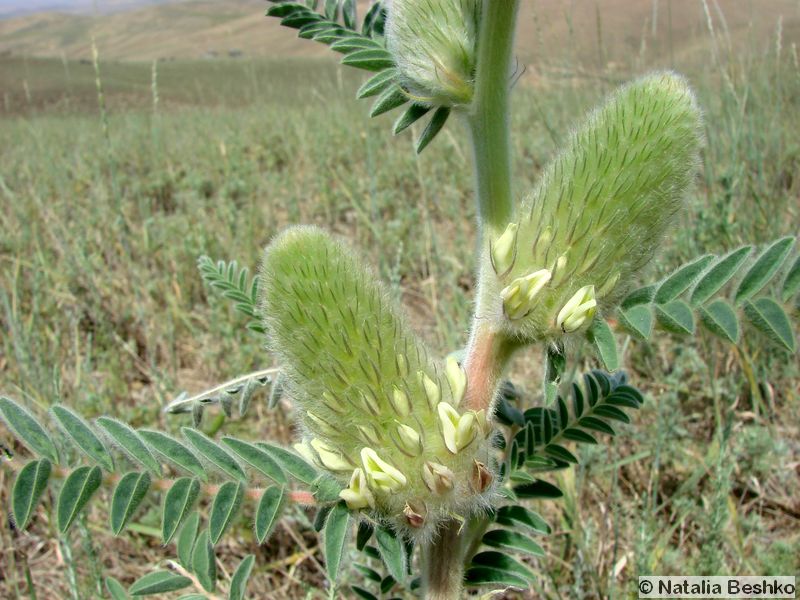 Изображение особи Astragalus alopecias.