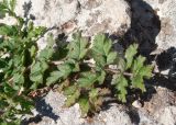 Erodium moschatum