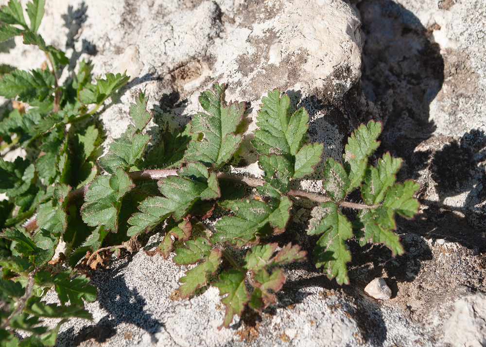 Image of Erodium moschatum specimen.