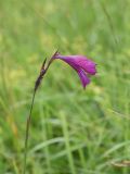 Gladiolus tenuis