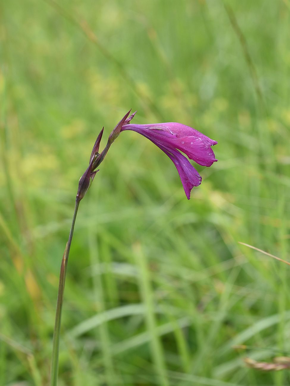 Изображение особи Gladiolus tenuis.