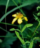 Hypericum gebleri. Верхушка побега с цветком. Приморье, Хасанский р-н, п-ов Гамова, бухта Тёплая, заросли кустарников у подножия лугового склона. 02.08.2021.