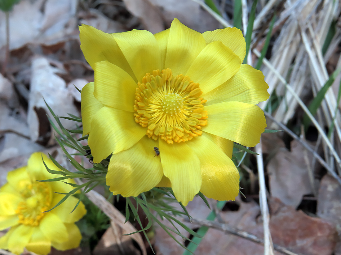 Изображение особи Adonis vernalis.