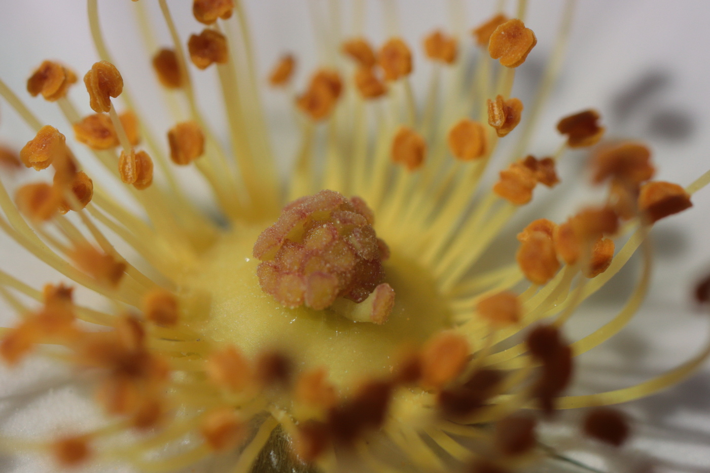 Image of Rosa andegavensis specimen.