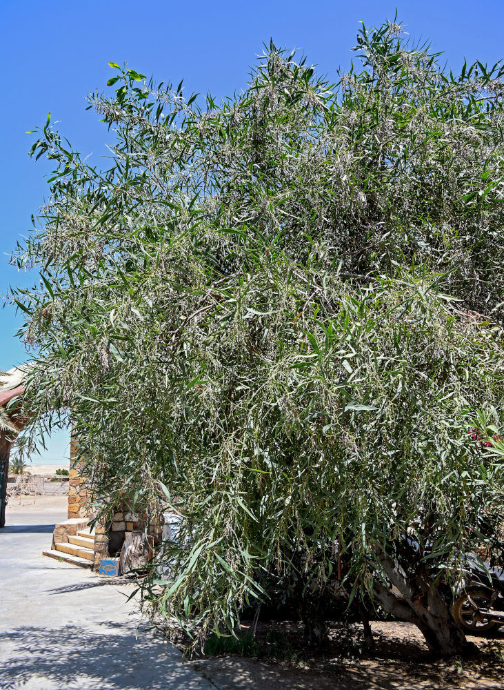 Image of Acacia saligna specimen.