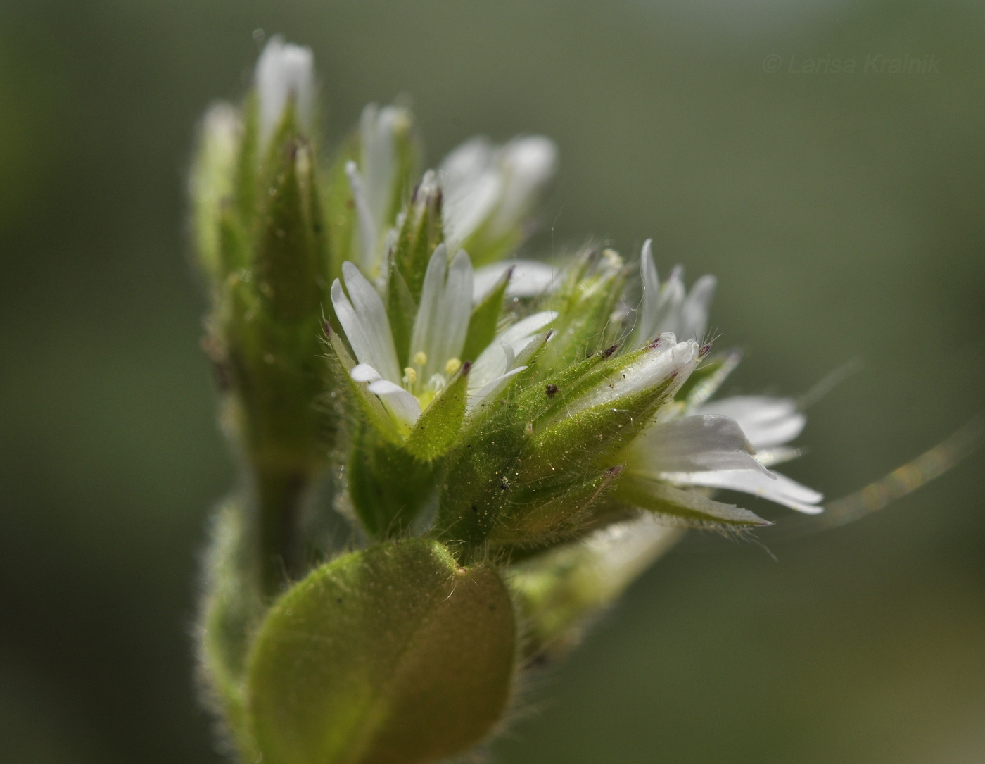 Изображение особи Cerastium holosteoides.