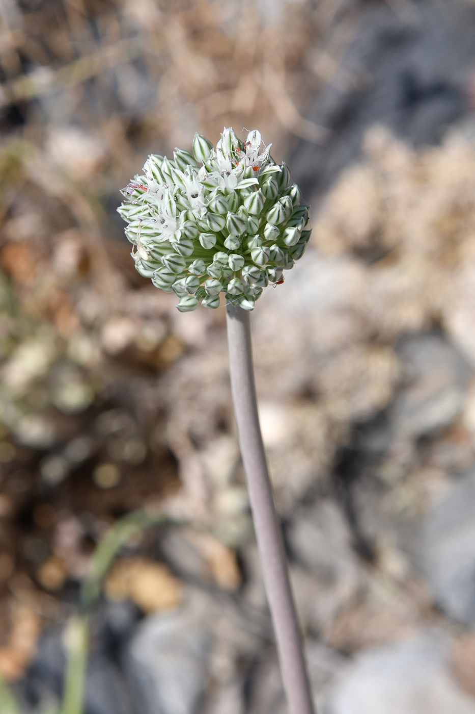 Изображение особи Allium filidens.