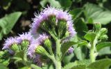 Ageratum houstonianum. Общее соцветие (вид сбоку). Южный Берег Крыма, Артек, клумба. 23 июля 2010 г.