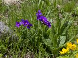 Primula amoena