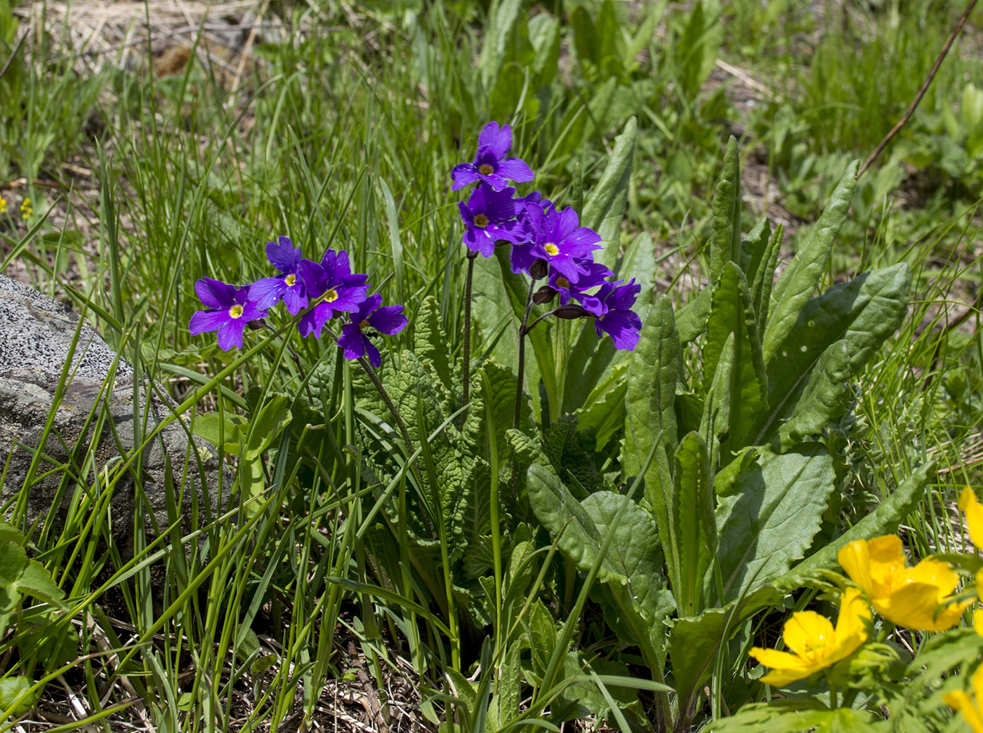 Image of Primula amoena specimen.
